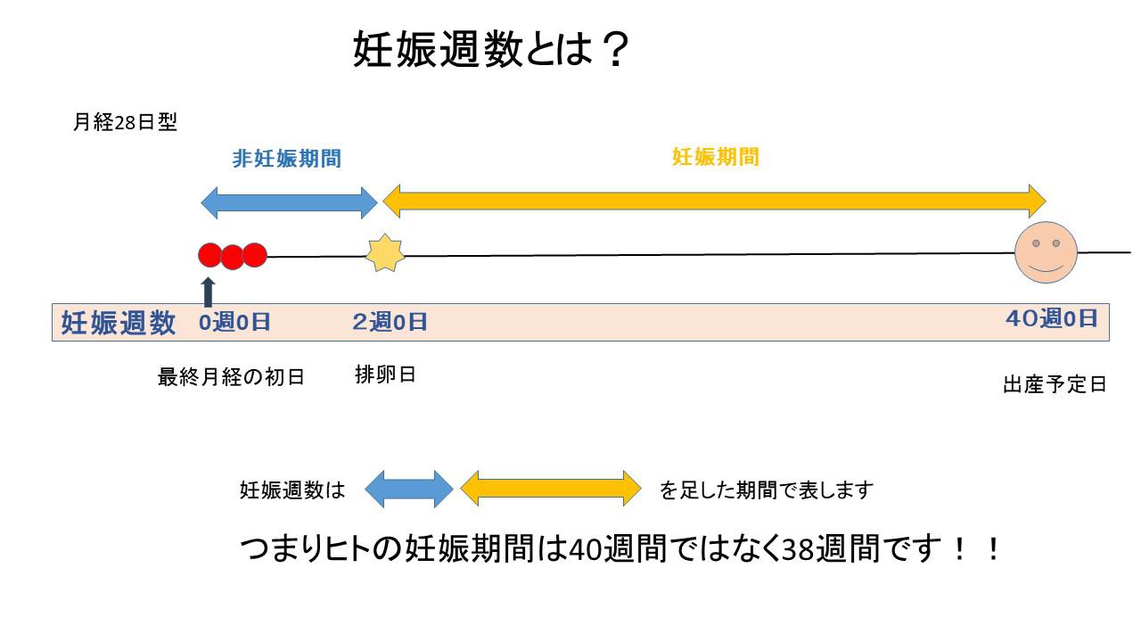 胚移植 出産予定日