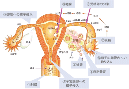 妊娠が成立するには