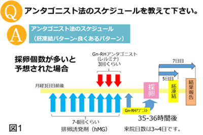 アンタゴニスト法のスケジュール図