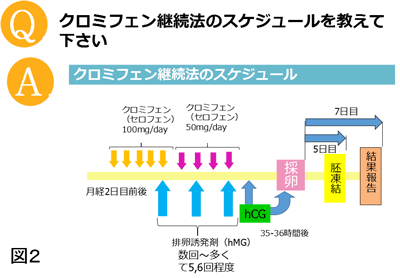 クロミフェン継続法のスケジュール図